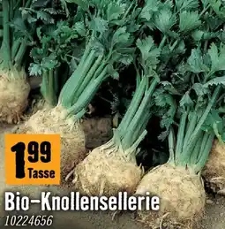 Hornbach Bioknollensellerie Angebot