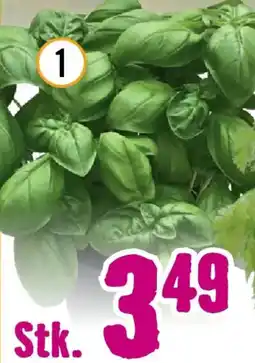 Hornbach Bio-basilikum großblättrig Angebot