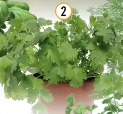 Hornbach Biopetersilie glatt Angebot