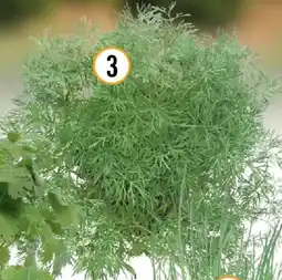 Hornbach Biodille Angebot