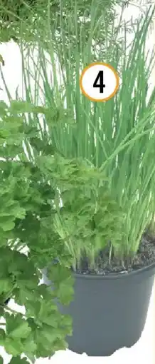 Hornbach Bioschnittlauch Angebot