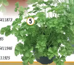 Hornbach Biopetersilie kraus Angebot