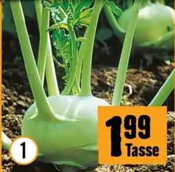 Hornbach Biokohlrabi Angebot