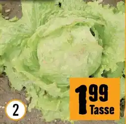 Hornbach Bio-eissalat Angebot