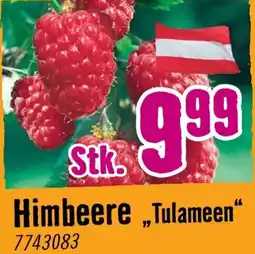 Hornbach Himbeere Tulameen Angebot