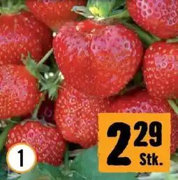 Hornbach bio-erdbeere mieze schindler Angebot