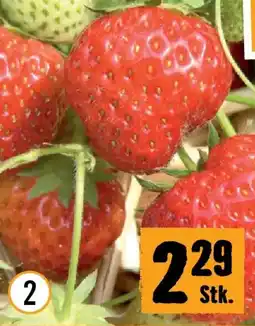 Hornbach Bio-erdbeere senga sengana Angebot