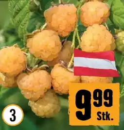 Hornbach Himbeere golden everest Angebot