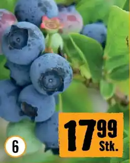 Hornbach Kulturheidelbeere Angebot