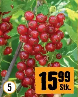 Hornbach Ribisel jonkher v. tets Angebot