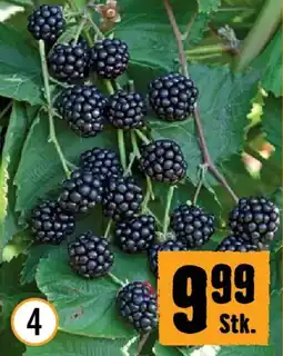 Hornbach Brombeerethornless evergreen Angebot