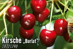 Hornbach Kirsche burlat Angebot