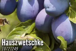 Hornbach Hauszwetschke Angebot