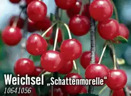 Hornbach Weichsel schattenmorelle Angebot