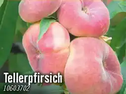 Hornbach Tellerpfirsich Angebot