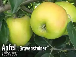 Hornbach Apfel gravensteiner Angebot
