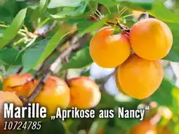 Hornbach Marille aprikose aus nancy Angebot