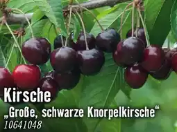 Hornbach Kirsche große schwarze knorpelkirsche Angebot