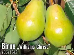 Hornbach Birne williams christ Angebot