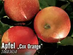 Hornbach Apfel cox orange Angebot