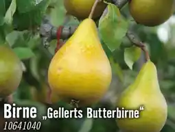 Hornbach Birne gellerts butterbirne Angebot