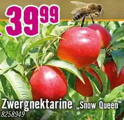 Hornbach Zwergnektarine snow queen Angebot
