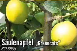 Hornbach Säulenapfel greencats Angebot