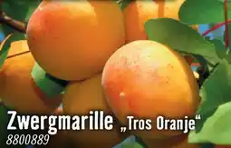 Hornbach Zwergmarille tros oranje Angebot