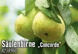 Hornbach Säulenbirne concorde Angebot