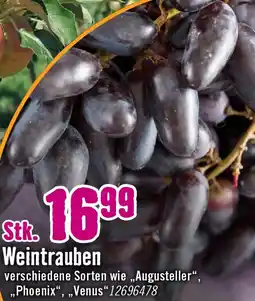 Hornbach Weintrauben Angebot