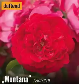 Hornbach Beetrosen montana Angebot