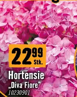 Hornbach Hortensie diva fiore Angebot