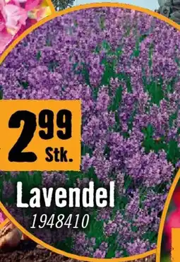 Hornbach Lavendel Angebot