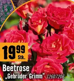 Hornbach Beetrose gebrüder grimm Angebot