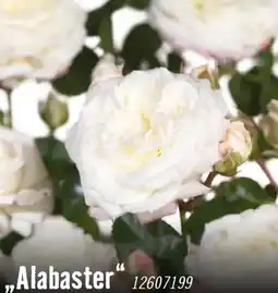 Hornbach Beetrosen alabaster Angebot