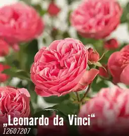 Hornbach Beetrosen leonardo da vinci Angebot