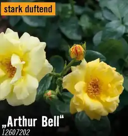 Hornbach Beetrosen arthur bell Angebot