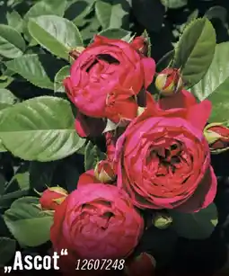 Hornbach Nostalgische rosen ascot Angebot