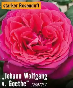 Hornbach Nostalgische rosen johann wolfgang v. goethe Angebot