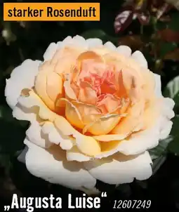 Hornbach Nostalgische rosen augusta luise Angebot