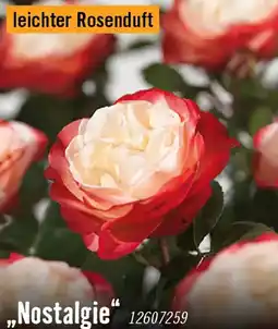 Hornbach Nostalgische rosen nostalgie Angebot