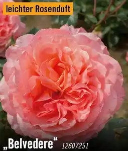 Hornbach Nostalgische rosen belvedere Angebot