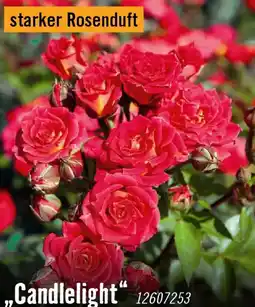 Hornbach Nostalgische rosen candlelight Angebot