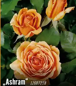 Hornbach Edelrosen ashram Angebot