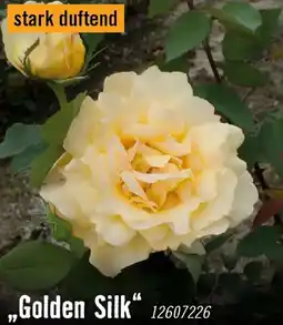 Hornbach Edelrosen golden silk Angebot