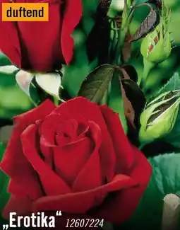 Hornbach Edelrosen erotika Angebot