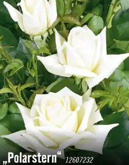 Hornbach Edelrosen polarstern Angebot