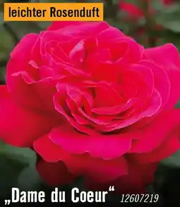 Hornbach Edelrosen dame du coeur Angebot