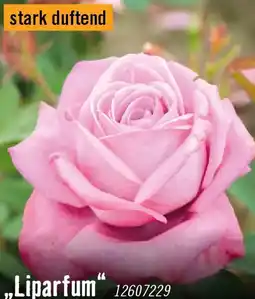 Hornbach Edelrosen liparfum Angebot