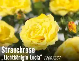 Hornbach Strauchrose lichtkönigin lucia Angebot